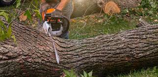 How Our Tree Care Process Works  in  Ocean Ridge, FL