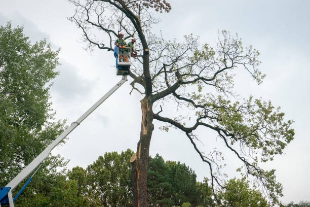 Best Tree Cabling and Bracing  in Ocean Ridge, FL