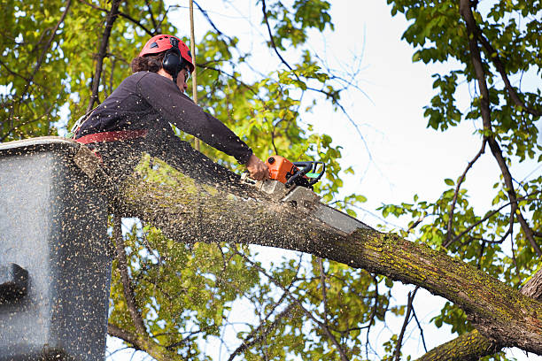 Ocean Ridge, FL  Tree Services Company